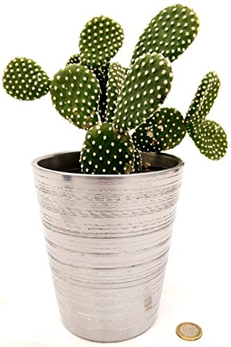 POWERS TO FLOWERS - FICO D'INDIA, OPUNTIA COMPATTA A SPINA BIANCA IN VASO CERAMICA ARGENTO, VASO 13CM DIAMETRO, pianta vera