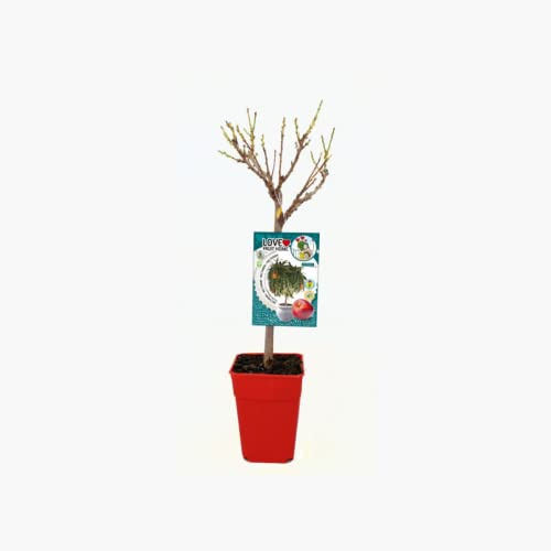Verdecora Nectarino Enano Residuo cero en maceta 5L | Prunus persica var. nucipersica | Árbol frutal natural planta de exterior | Cultivado sin uso de productos químicos