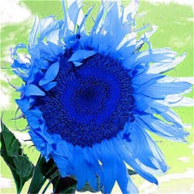 Graines De Tournesol Fraîches À Planter En Bleu Paquet De 100 Graines