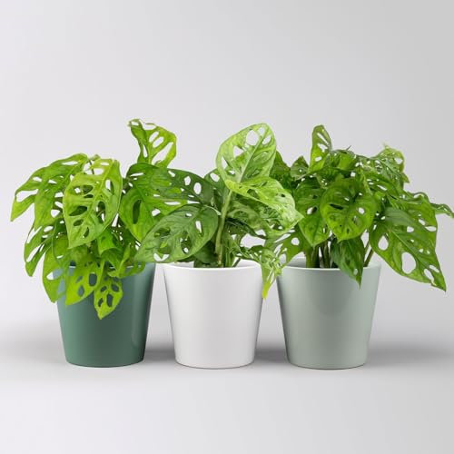 Monstera adansonii mit Topf Dallas grün,gl.blau,weiß, Topf-Ø 12 cm, 3 Pflanzen