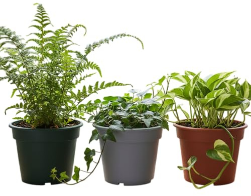 Pack Natural Colgante DECOALIVE Poto, Hiedra y Helecho Inspiración Verde para tu Hogar