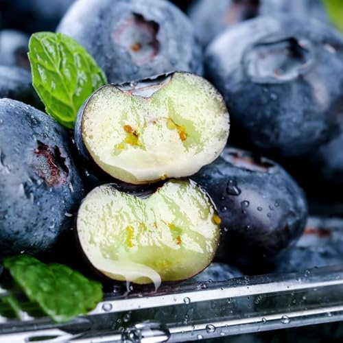 heidelbeeren - exotische blaubeeren bio balkon outdoor 250samen