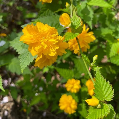 Ranunkelstrauch frühlingsblumen sommerblumen exotische zimmerpflanzen frühblüher büropflanzen balkongewächshäuser bonsai topf blumensaat schmetterlingsflieder blumendeko wildblumen 150samen