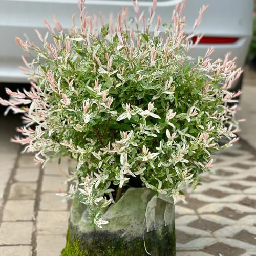semillas de tallo de sauce arlequín - decoración balcones, perennes resistentes jardín 80pcs