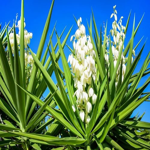 Nouvelles graines de fleurs de yucca fraîches 60 pièces