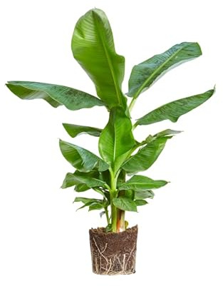 Platanera Natural XL Planta Viva Tropical de Gran Altura