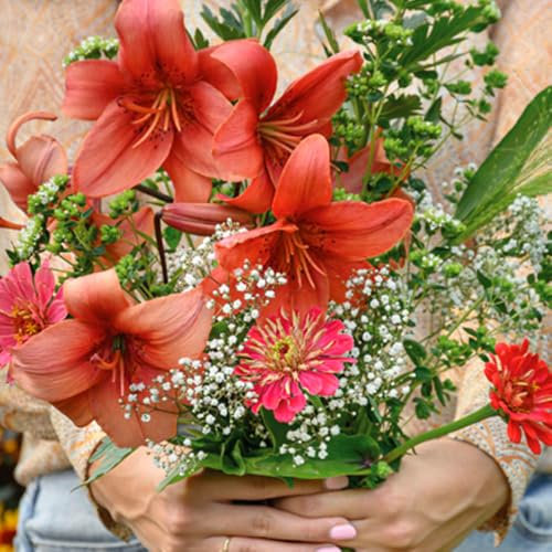 2 x Lily Asiatic Red – Bright & Vibrant Red Flowers – Summer Flowering Bulbs – Perennials – for Your Beautiful Garden