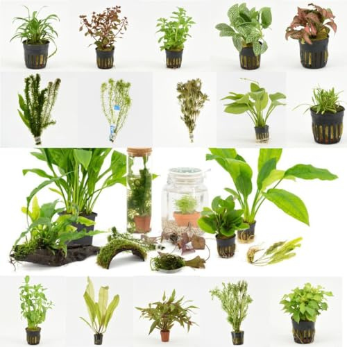 IFLO® Wasserpflanzen Set 6er Mix lebende Aquariumpflanzen im Topf pflegeleicht schnellwachsend gegen Algen für Süßwasseraquarien mittlere Aquarien