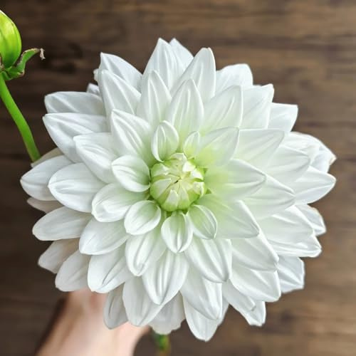 8bulbos tubérculos de dalia - floración primaveral, decoración comprar tubérculos de dalia frescas, decorativas de interior
