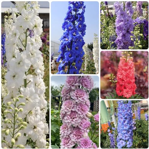 semi di delphinium resistente perenne - delphinium - all'esterno, decorazioni, luoghi soleggiati rampicanti resistenti, 100pcs
