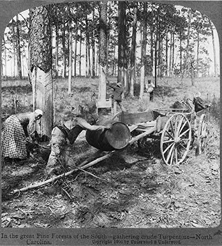 HistoricalFindings Photo: Great Pine Forests,South,Gathering Crude Turpentine,North Carolina,NC,c1903