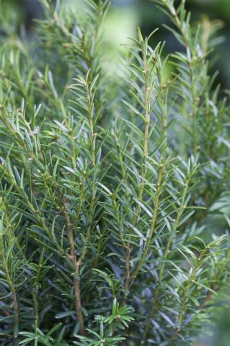 Taxus baccata 'Renke's Kleiner Grüner' 15-20 cm - Eibe, immergrün, ideal für Hecken und Kübel, pflegeleicht, winterhart