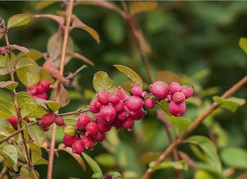 50 CORALBERRY Shrub Flower Pink Indian Currant Symphoricarpos Orbiculatus Seeds