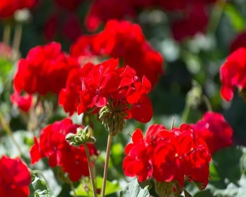Nouvelles graines de fleurs de pélargonium fraîches 100 pièces