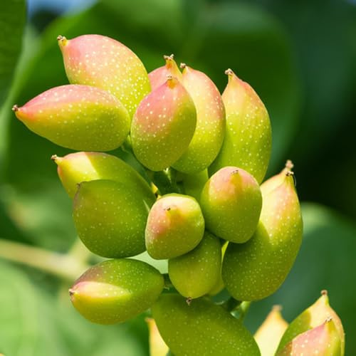 semi di pistacchio - esotiche pascolo appartamento resistenti esterno giardino 15pcs