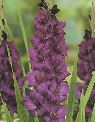25 Gladiolen Großblumig Purple Flora Blumenzwiebeln (25 Zwiebeln) Angebot