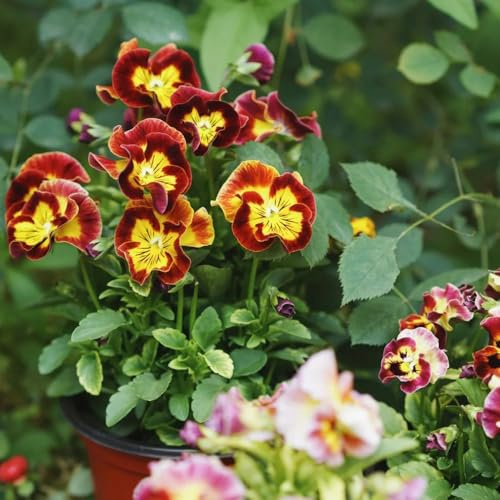 semi di viola del pensiero, resistenti all'esterno di viola del pensiero, balcone rustiche per giardino, 400pcs