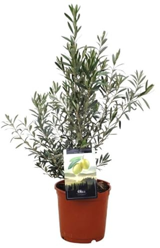 Olivier ? Olea europaea 80/100cm Pot 10L ? Plante de jardin ? Idéal haie, massif ou isolé