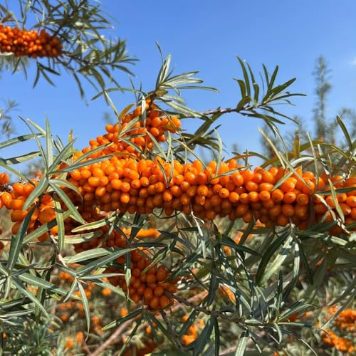 sanddornsamen - exotische winterfeste balkon nachhaltige geschenke schnell wachsende sträucher hecken sträucher deko wohnzimmer bio obstbäume kaufen topfpflanzen draußen 225samen