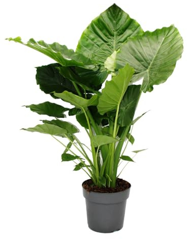 Alocasia gageana California 21cm Topf Solitärpflanze Elefantenohr