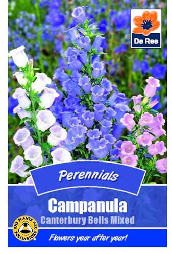 Campanula Canterbury Bells Mixed - 895 Seeds Flower Plant Bedding Borders Containers Pots Grow Your Own Garden Plant Seed