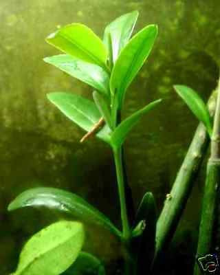 7 Red Mangrove Aquarium Fish Plants or Mangroven Seeds 7-11 Inches : Seeds Only (Not Live Plants)