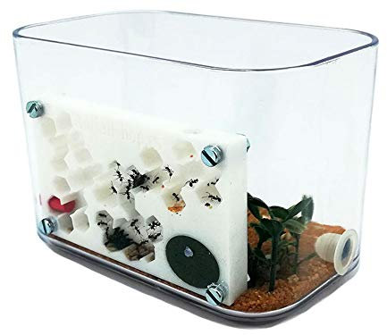 ANTHILLSHOP L-Form 3D-Ameisenfarm - mit Deckel weiße Farbe -Schaumstoff-Feuchtigkeitssystem【Ameisen kostenlos enthalten】