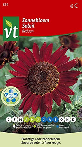 Girasole Sole Rosso - Semi di Girasole