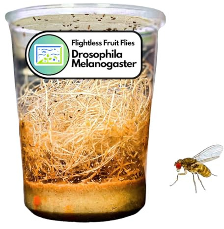 Creation Cultivated 32oz Fruit Fly Culture, Live Feeder Insects & Flightless Fruit Flies for Dart Frogs, Praying Mantis, Jumping Spider Food, Geckos & Lizards, (Drosophila Melanogaster Flightless)