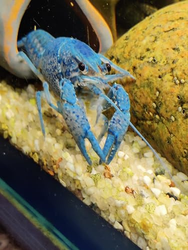 Generisch Garnelenglück- Blauer Floridakrebs - Procambarus alleni - 2 Stück (3-5 cm)