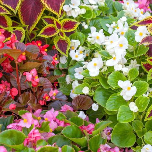 Begonia Semperflorens Mixed Seeds – Compact, Long-Flowering Bedding Begonias for Pots, Borders & Containers – Easy-to-Grow Annual – Great for Sun or Shade – Colourful & Reliable Blooms
