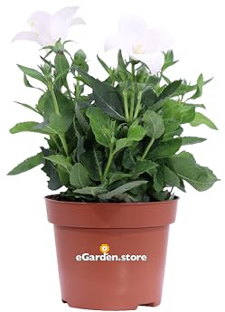 Pianta di Campanula Grandiflora Pianta di Platycodon pianta da esterno da fiore ornamentale di Platycodon vera di Campanula Grandiflora venduta da eGarden.store (Bianco)