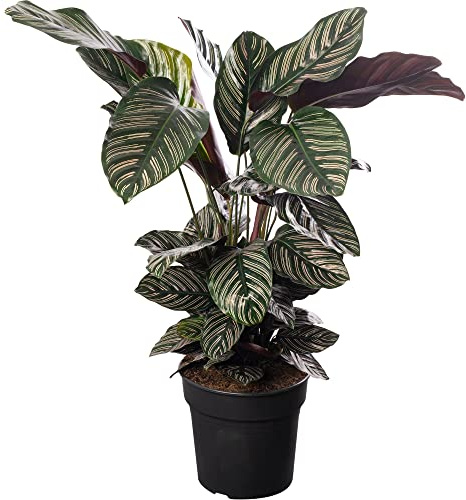 Calathea Ornata, grande pianta da interno, sempreverde e rara.