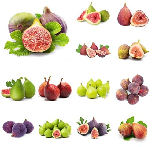 Comprar semillas de higuera - higuera interior higos interior jardín perennes resistentes balcón resistentes 60pcs