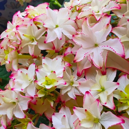 semillas resistentes de hortensia, jardín, extremadamente balcon, 20pcs