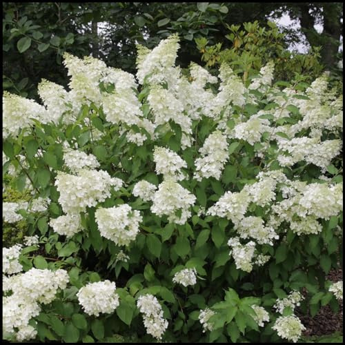 Bulbi di Hydrangea,bulbi Di Ortensia Blu,piante erbacee perenni,bulbi di fiori giganti belli e resistenti,attraenti,Hydrangea bulbs(senza semi,non artificiali,resistenti)-5bulbi-E