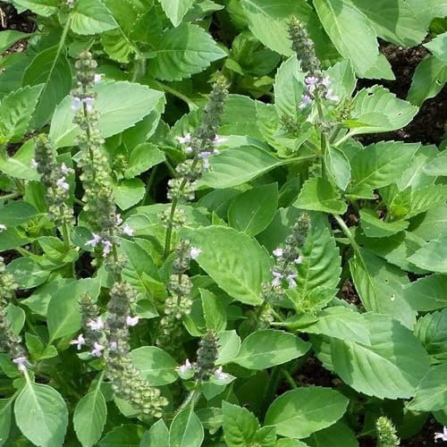 Holy Basil Seeds - 300 Tulsi Holy Basil Seeds - Aromatic Herb - Plant and Grow Your Own Herbs for Gardens, Pots & Allotments – Suitable for Indoor Planting – Packed in The UK by Meldon Seeds