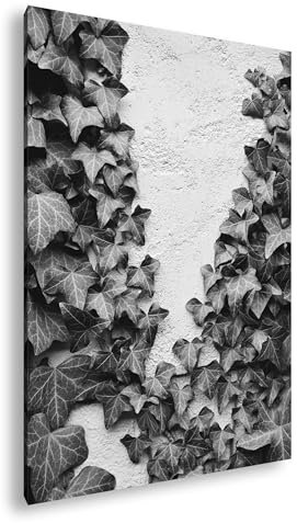 Hiedra sube suavemente la pared blanca y rugosa. Formato: 120 x 80 cm. Efecto: blanco y negro como lienzo, diseño enmarcado en marco de madera auténtica, impresión digital de alta calidad con marco