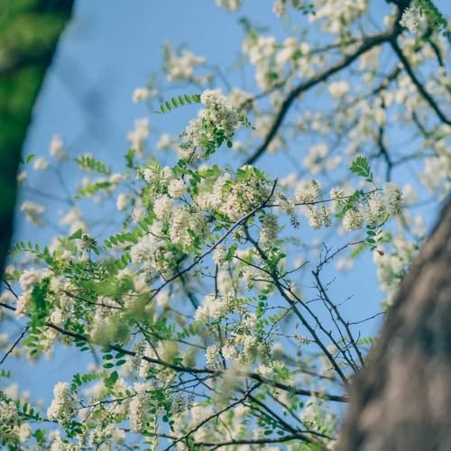 robinie, exotische stauden winterhart mehrjährig geschenke für gartenliebhaber immergrüne seltene grünpflanzen kräutergarten 100pcs