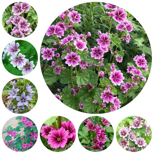 semillas de malva, resistente interior balcón jardín 1500pcs