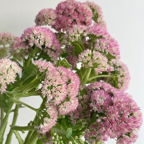 sedum semillas de silvestres sostenibles Cubresuelos resistentes techos verdes Jardín de en el balcón, otoño en el 200semillas