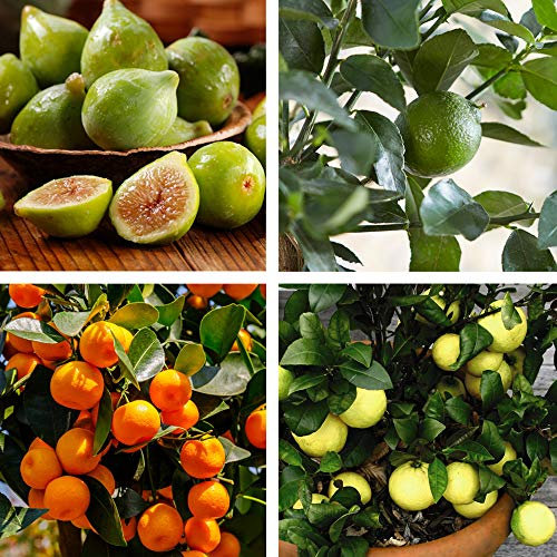 Mediterranean Fruit Collection Garden Plant Half-Hardy Tree Flowering Garden Plants Easy to Grow Your Own 4X 9cm Potted Plant by Thompson and Morgan