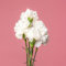 Semillas de flores de clavel en flor blancas