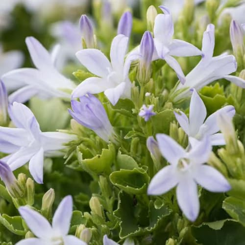 glockenblumen winterhart garten pflanztöpfe blumensamen blumenwiese wildblumenwiese mehrjährig, garten topfpflanzen 125samen