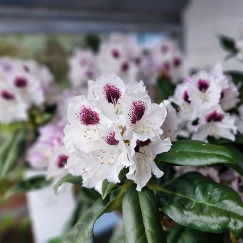 semi di rododendro, azalea rialzata decorazioni giardino 280pcs