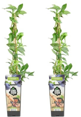 Bloomique - 2x Vaccinium Corymbosum 'Goldtraube' - Blaubeerpflanze - Obstpflanzen - Gartenpflanzen - Winterhart - ⌀14 cm - Höhe 60-70 cm