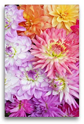 Premium Textil-Leinwand 30 x 45 cm Hoch-Format Dahlien | Wandbild, HD-Bild auf Keilrahmen, Fertigbild auf hochwertigem Vlies, Leinwanddruck von Gisela Kruse