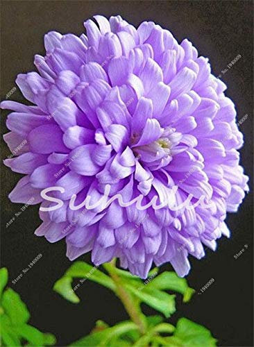 10: 2017 1 bolsa = 100 piezas Bellissimi Fiori rari Della Dalia semi perenni semi per giardino Della Dalia FAI da te balcone e amp; Piante ornamentali da giardino