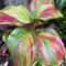 Funkien zwiebeln,Winterharte mehrjährig,Hervorragende Verzierung,Hostas funkien,dekorative blumen,Gartendekoration,Hosta Pflanze winterhart.-8zwiebeln