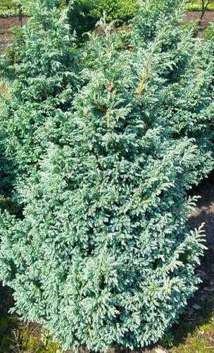 Piccolo cipresso d'argento Chamaecyparis pisifera 'Boulevard' 20-25 cm resistente all'inverno